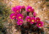 Click on thumbnail to view a full-size image