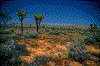 Click on thumbnail to view a full-size image