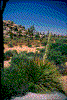 Click on thumbnail to view a full-size image