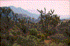 Click on thumbnail to view a full-size image