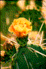Click on thumbnail to view a full-size image
