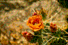 Click on thumbnail to view a full-size image