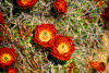 Click on thumbnail to view a full-size image