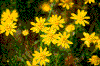 Click on thumbnail to view a full-size image