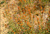 Click on thumbnail to view a full-size image