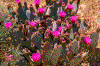 Click on thumbnail to view a full-size image