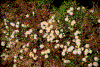 Click on thumbnail to view a full-size image