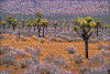 Click on thumbnail to view a full-size image