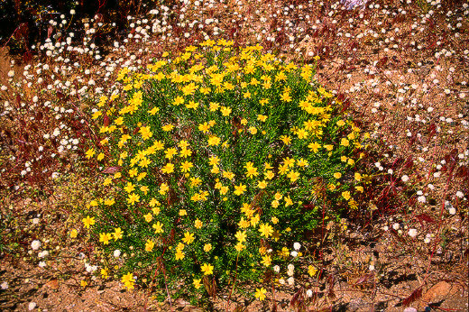 Brittlebush