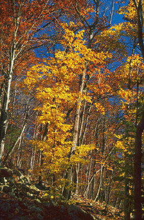 Autunum Tree