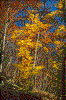 Click on thumbnail to view a full-size image