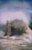 Click on thumbnail to view a full-size image