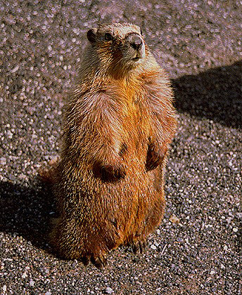 Marmot