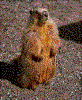 Click on thumbnail to view a full-size image