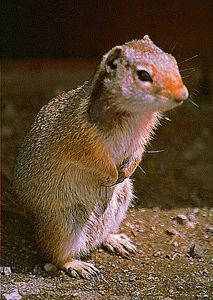 Uinta Ground Squirrel