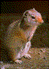 Click on thumbnail to view a full-size image