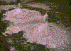 Click on thumbnail to view a full-size image