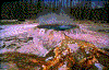 Click on thumbnail to view a full-size image