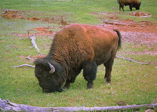 Bison