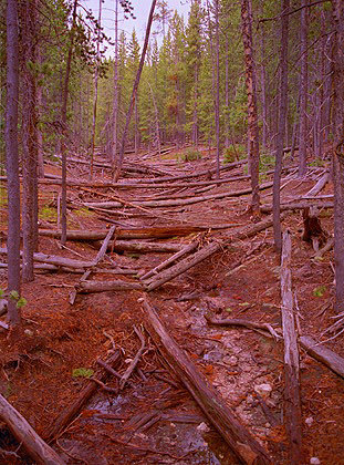 Forest creek
