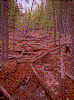 Click on thumbnail to view a full-size image