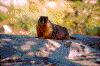 Click on thumbnail to view a full-size image