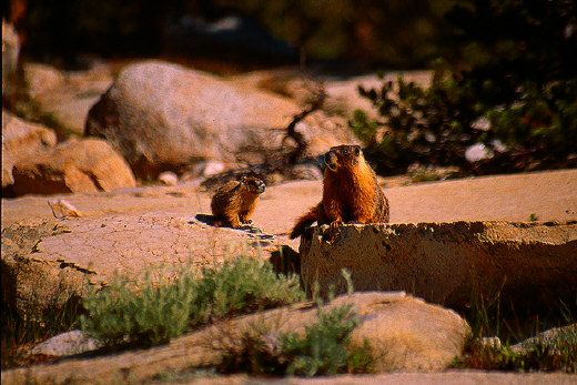 Marmots