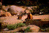 Click on thumbnail to view a full-size image