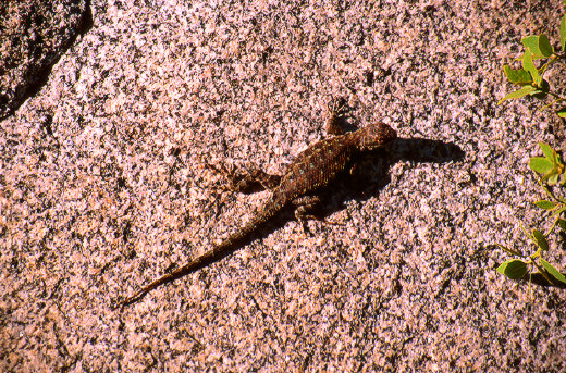 Lizard