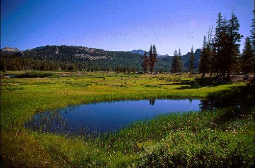 Tuolumne Meadows