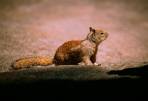 Western gray squirrel