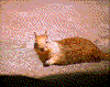 Click on thumbnail to view a full-size image
