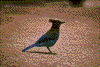 Click on thumbnail to view a full-size image