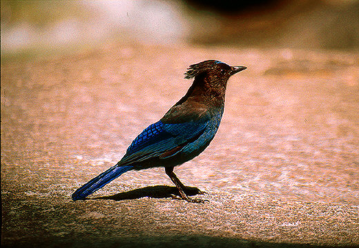 Steller's Jay