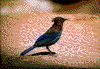 Click on thumbnail to view a full-size image