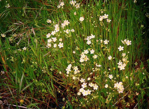 Wildflowers